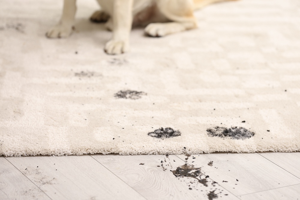 area rug with dog footprints