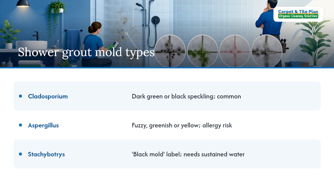 What Kind of Mold Grows in Shower Grout? — overview diagram